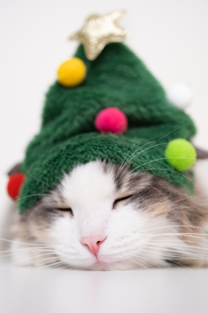 圣诞猫在白色背景上睡觉，戴着一顶形状像圣诞树的有趣帽子。垂直照片，留有文字空间图片下载