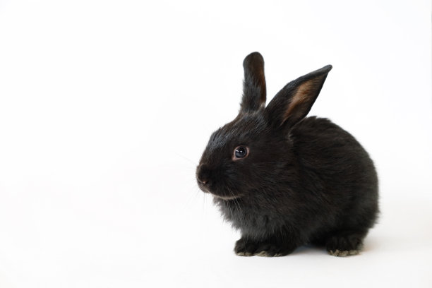 一只孤立在白色背景上的小黑兔。图片下载