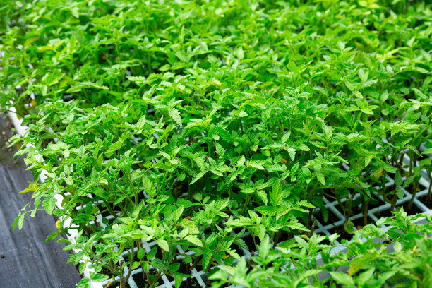 温室里生长的绿色番茄幼苗图片下载