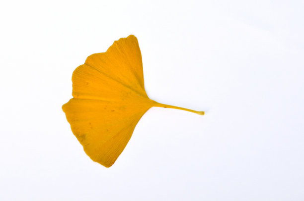 白色背景上的银杏叶图片下载