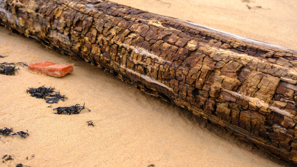 漂流木碎片被冲到里加湾波罗的海海岸的一个偏远海滩上图片下载