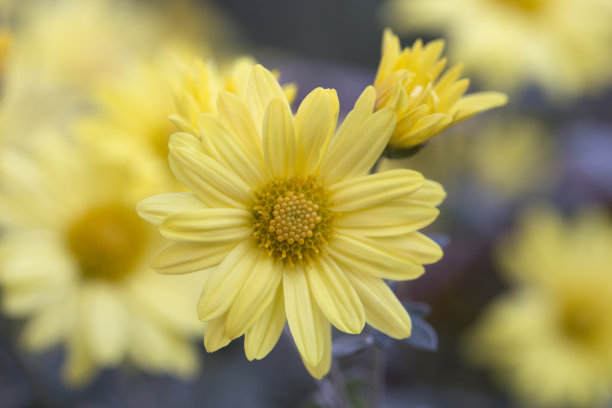 一簇橘黄色的菊花。美丽的菊花作为背景图片。图片下载