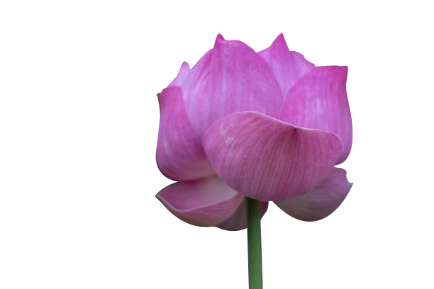 美丽的粉色莲花花束孤立在白色的背景。图片下载