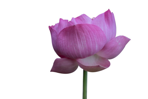 美丽的粉色莲花花束孤立在白色的背景。图片下载