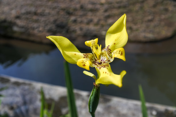 黄色的兰花的花图片下载