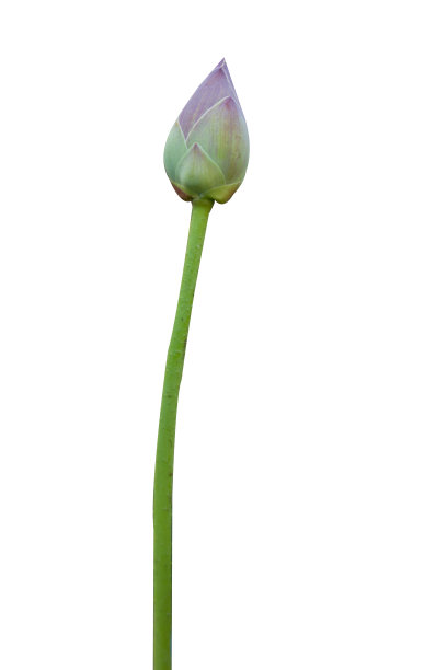 美丽的粉色莲花花束孤立在白色的背景。图片下载