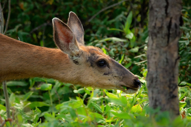 夏季森林中觅食的骡鹿头。图片下载