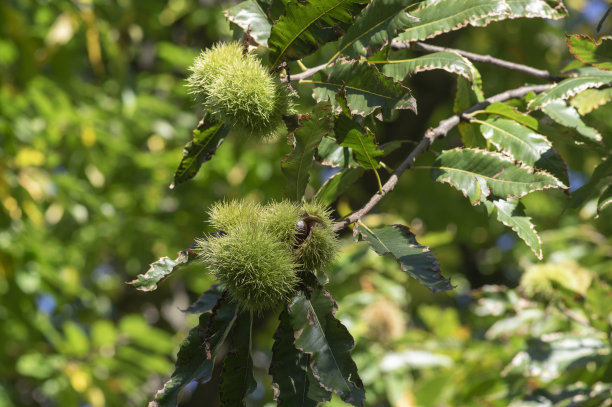 板栗成熟的果实在多刺的果杯中，可食用的隐籽坚果挂在树枝上，叶子绿色图片下载