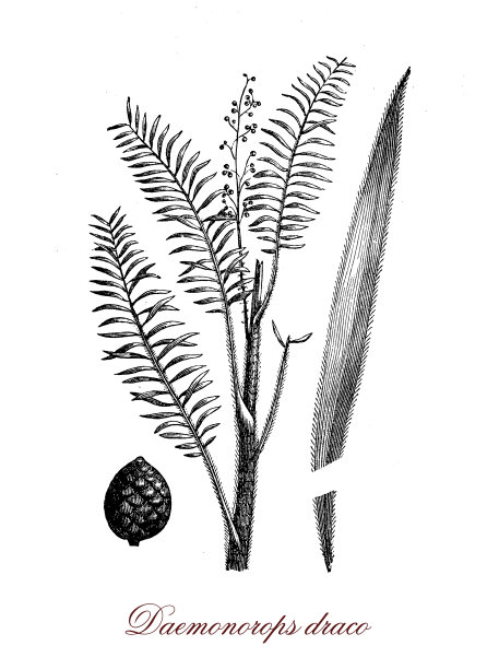 藤棕榈原产于东南亚图片下载