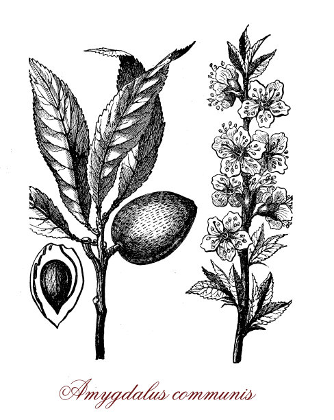 原产于伊朗的一种扁桃树，其种子可食用图片下载