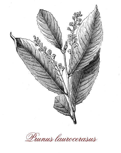 月桂树或樱桃月桂树观赏灌木，叶深绿色，有杏仁香味和总状花序，芳香奶油花图片下载
