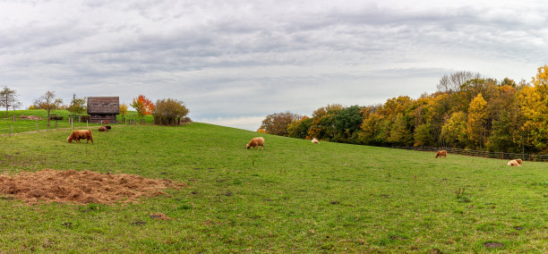 德国北莱茵威斯特法伦州美丽的村庄秋季景观照片。宠物在一个大围场里吃草图片下载