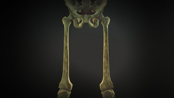 人类骨骼的大腿骨图片下载