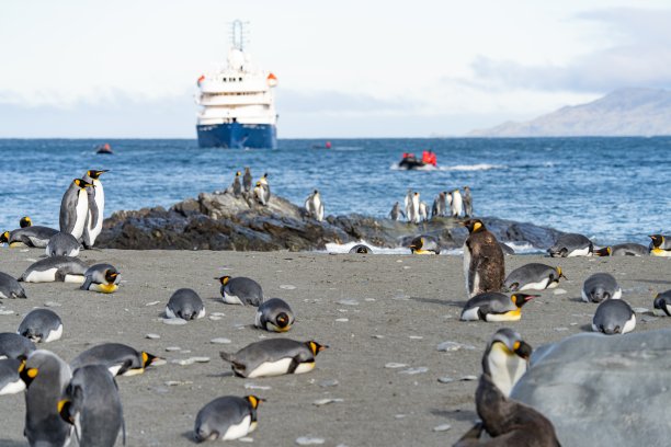 具有象征意义的照片——前景中南乔治亚岛的一群王企鹅(APTENODYTES PATAGONICUS)在蓝色大海中停泊的蓝色探险船前图片下载