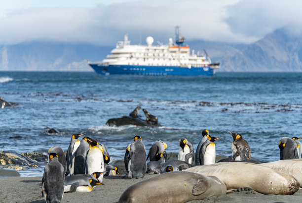 象征性的照片——前景是南乔治亚岛的一群王企鹅(APTENODYTES PATAGONICUS)和一只皮毛海豹，前面是一艘停泊在蓝色大海中的蓝色探险船图片下载