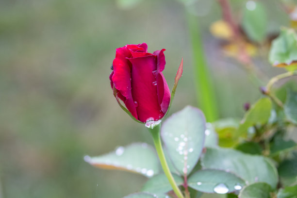 玫瑰花图片下载
