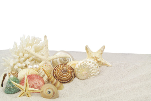 海星，珊瑚与贝壳和珍珠在白沙孤立在白色背景。图片下载