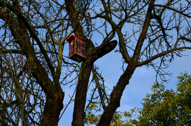 在一棵树枝上，有一个木制的鸟舍，用黑色伪装的颜色附着在树上。欧椋鸟在这绿色的窝里非常快乐。图片下载