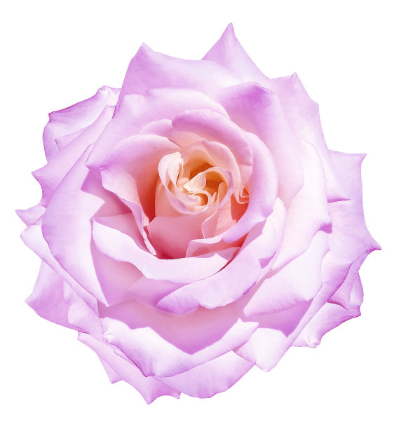 紫色玫瑰花在白色孤立的背景与修剪路径。特写镜头。为设计。大自然。图片下载