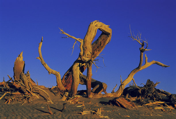 野生沙漠中的古老古树图片下载