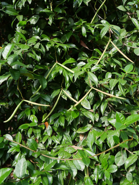 在花园里种水果图片下载