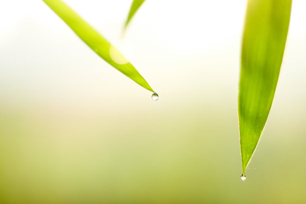竹叶上的水滴在叶尖，温泉概念的自然背景图片下载