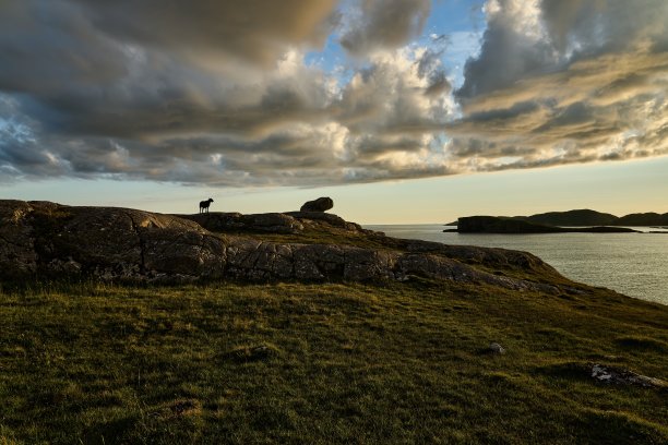 黑羊看日落的剪影图片下载