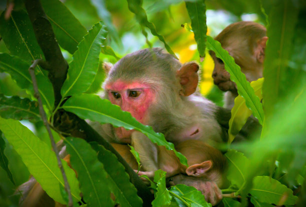 常见的红脸棕色灵长类动物猕猴图片下载