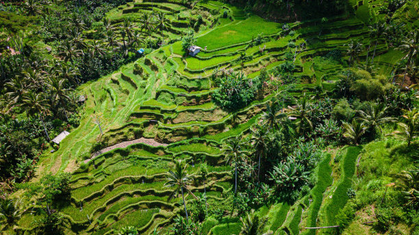 印尼巴厘岛Tegallalang水稻梯田的鸟瞰图。图片下载