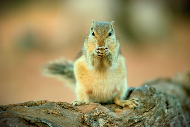 松鼠或啮齿动物，也被称为花栗鼠，在它的自然环境中站在树干上图片下载