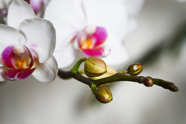 深色背景下的白色兰花(蝴蝶兰)特写图片下载