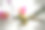 深色背景下的白色兰花(蝴蝶兰)特写图片下载