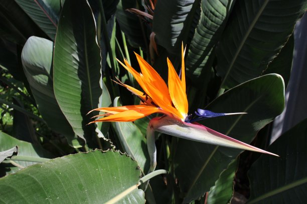 阳光下花园中的天堂鸟花特写，背景模糊图片下载