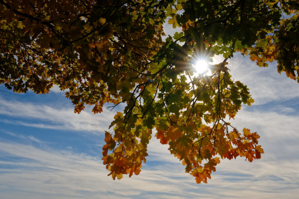 树枝上有美丽的秋色枫叶，背光的阳光与多云的背景图片下载