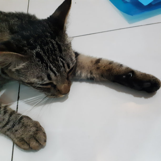 一只猫在白色的地板上享受白天图片下载