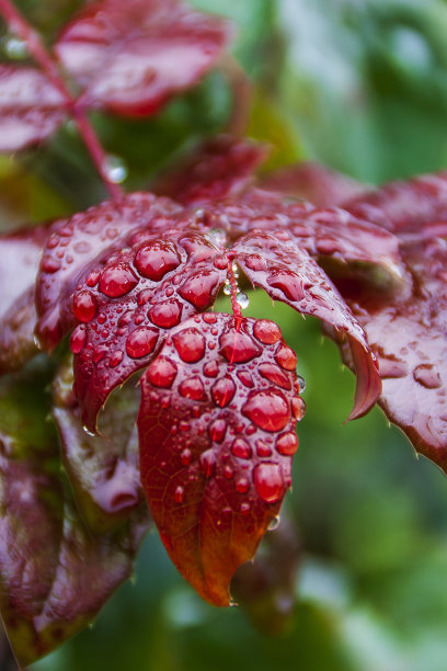 Fontanil Cornillon France 122021雨后植物水滴的照片图片下载