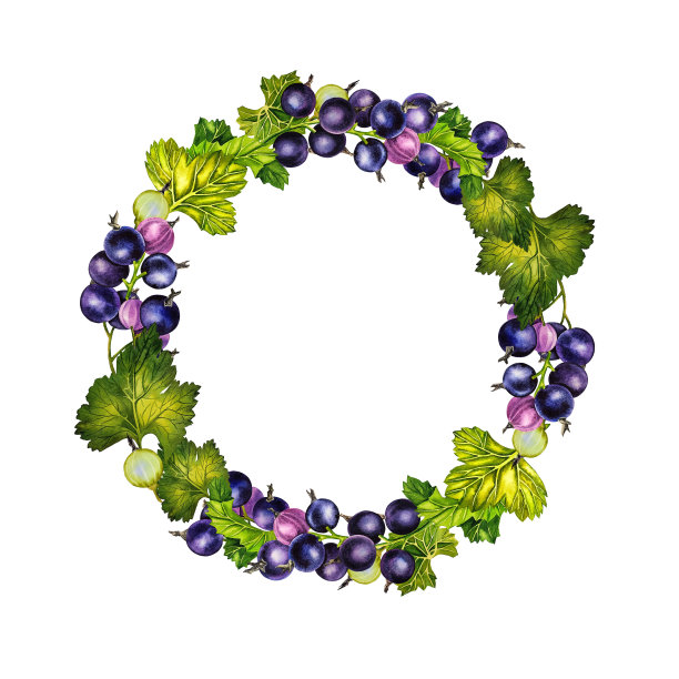 黑加仑子，圆形边框。水彩插图。新鲜天然保健产品。用于标签，包装和横幅。图片下载