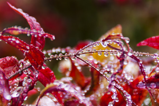 Fontanil Cornillon France 122021雨后植物水滴的照片图片下载