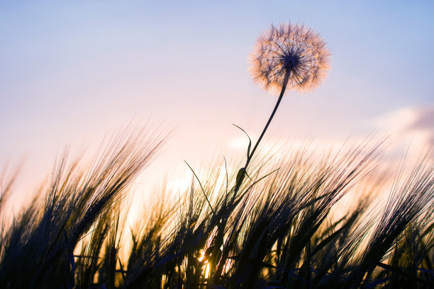 草地上的蒲公英映衬着夕阳下的天空。花的自然和植物学图片下载