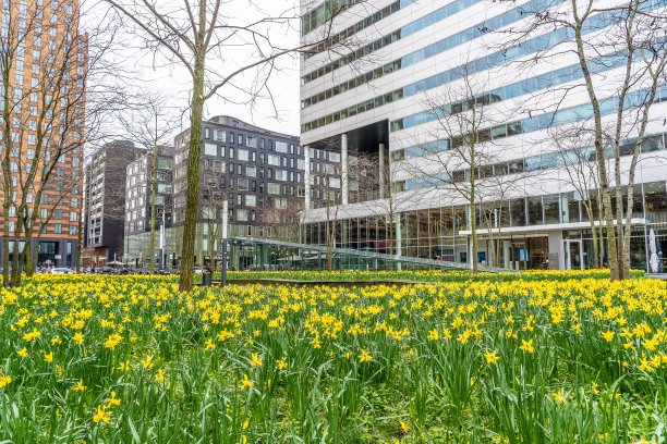 在摩天大楼附近有许多黄色野花的花园图片下载