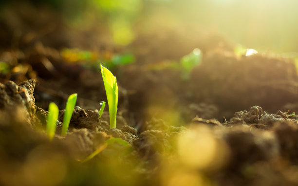 玉米田。未来的可再生能源。可持续的资源。图片下载