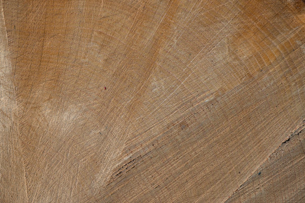 红栎，北方的红橡树。木材横截面。图片下载