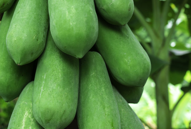 丰富的木瓜树特写图片下载