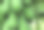 丰富的木瓜树特写图片下载