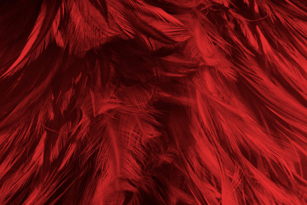 美丽的暗红色栗色羽毛图案纹理背景图片下载