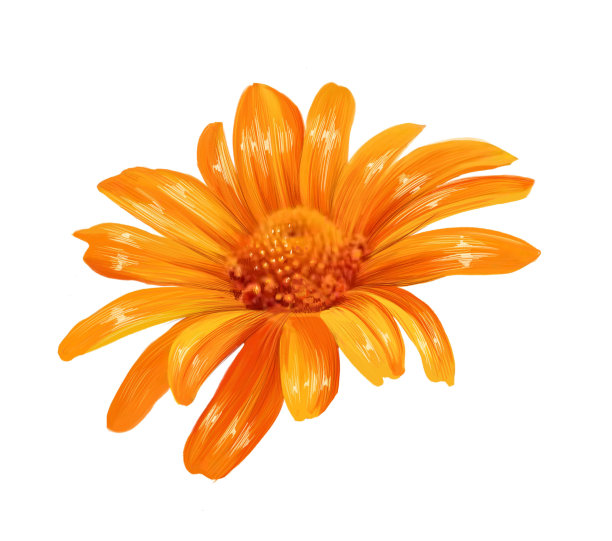 紫菀花特写插图图片下载