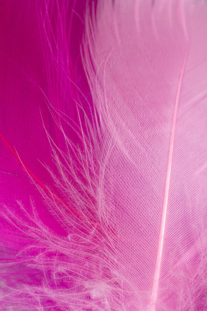 粉红色和紫色羽毛的宏观摄影图片下载