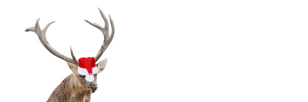 特写有趣的红鹿与巨大的角在圣诞节或圣诞老人帽子孤立在白色背景。鹿是新年的象征。带有复制空间的长横幅图片下载