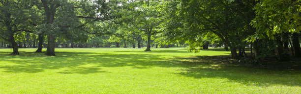 绿色的花园图片下载