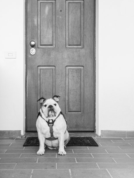 当心凶猛的狗!图片下载